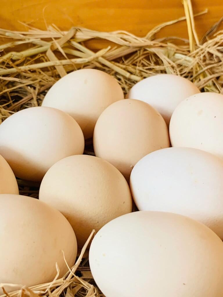 Trứng gà hữu cơ – Bí quyết dinh dưỡng, quy trình chăn nuôi gà hữu cơ và vai trò của selen